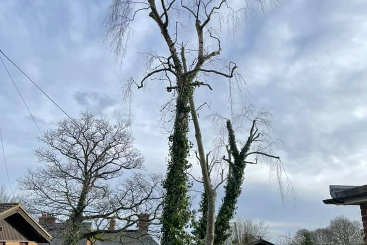 Canopy Thinning