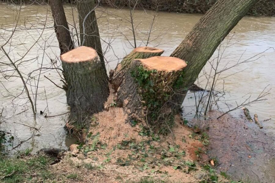 Tree Removal
