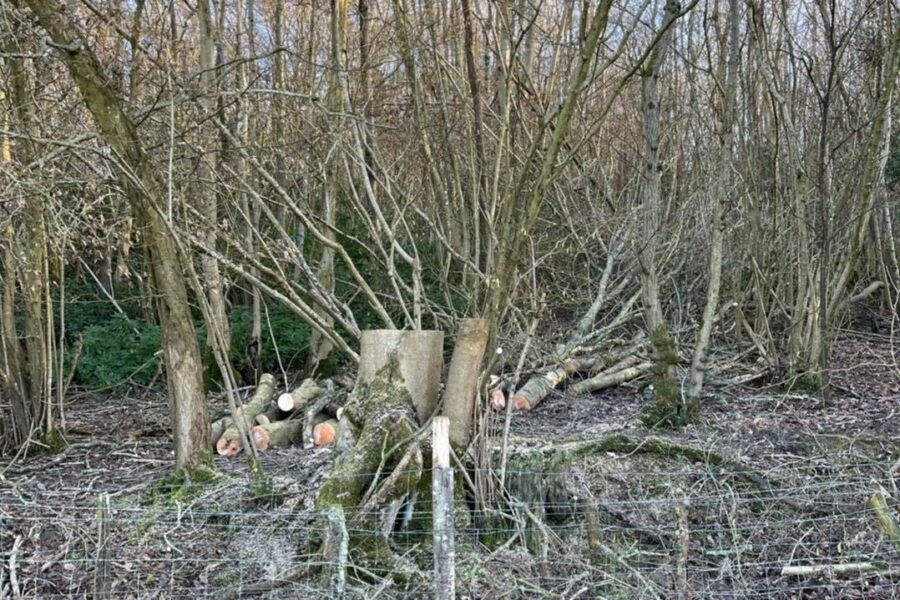Woodland_management